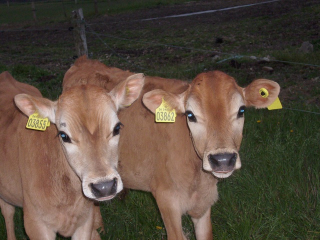 Cheese- og Hamburger på marken