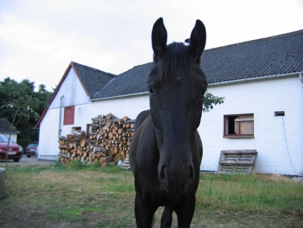 Silas