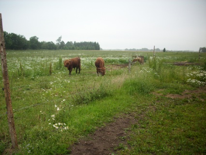 Skotterne