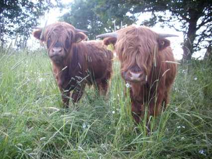 Ferdinan og Fernando