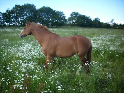 Caballino