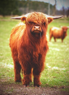 Ferdinan