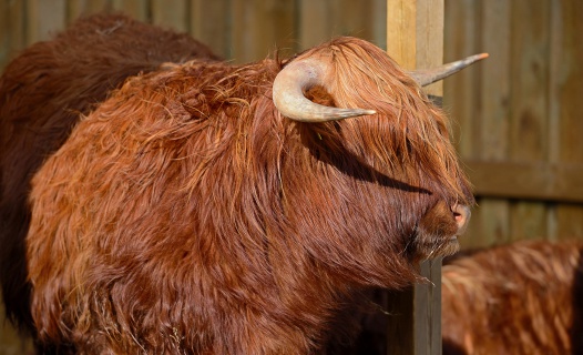Ferdinan