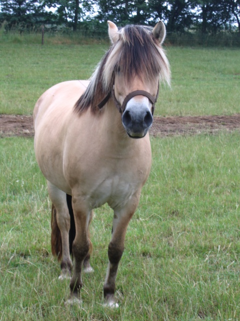 Kalinka