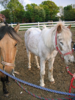 Samson og Dusty