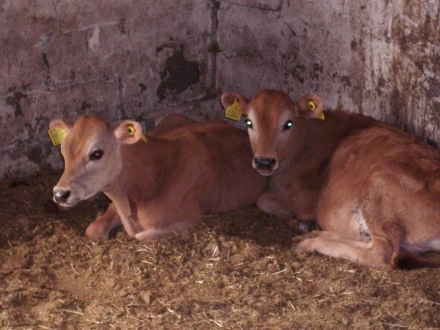 Cheese- og Hamburger i stalden