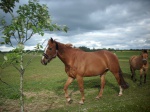 Caballino