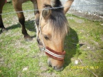 Samson