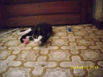 Pernilles kat