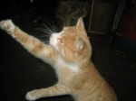 Pernilles kat