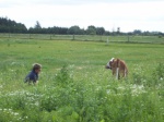 Poul-Erik og Maren på marken