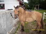 Samson