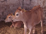 Cheese- og Hamburger i stalden stalden