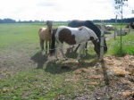 Fleurt, Samson og Silas