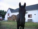 Silas