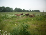 Kalvene