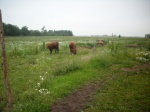Skotterne