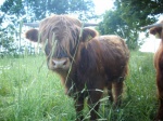 Ferdinan