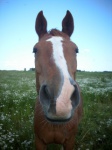 Caballino