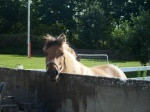 Samson