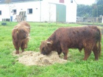 Ferdinan og Fernando