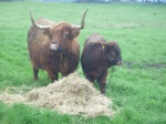 Roxanne og Gipsy
