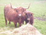 Roxanne og Gipsy
