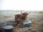 Roxanne og Gipsy