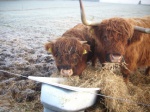 Roxanne og Gipsy