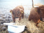 Roxanne og Gipsy