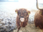 Roxanne og Gipsy
