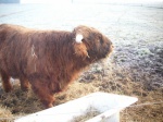Ferdinan