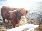Ferdinan