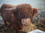 Ferdinan