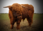 Ferdinan