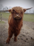 Ferdinan