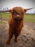 Ferdinan