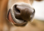 MULE-ligvis Hamburger - og ellers Cheeseburger