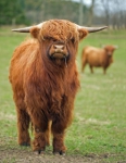 Ferdinan
