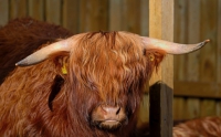 Ferdinan