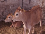 Cheese- og Hamburger i stalden