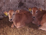 Cheese- og Hamburger i stalden