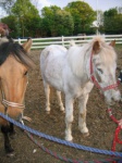 Samson og Dusty